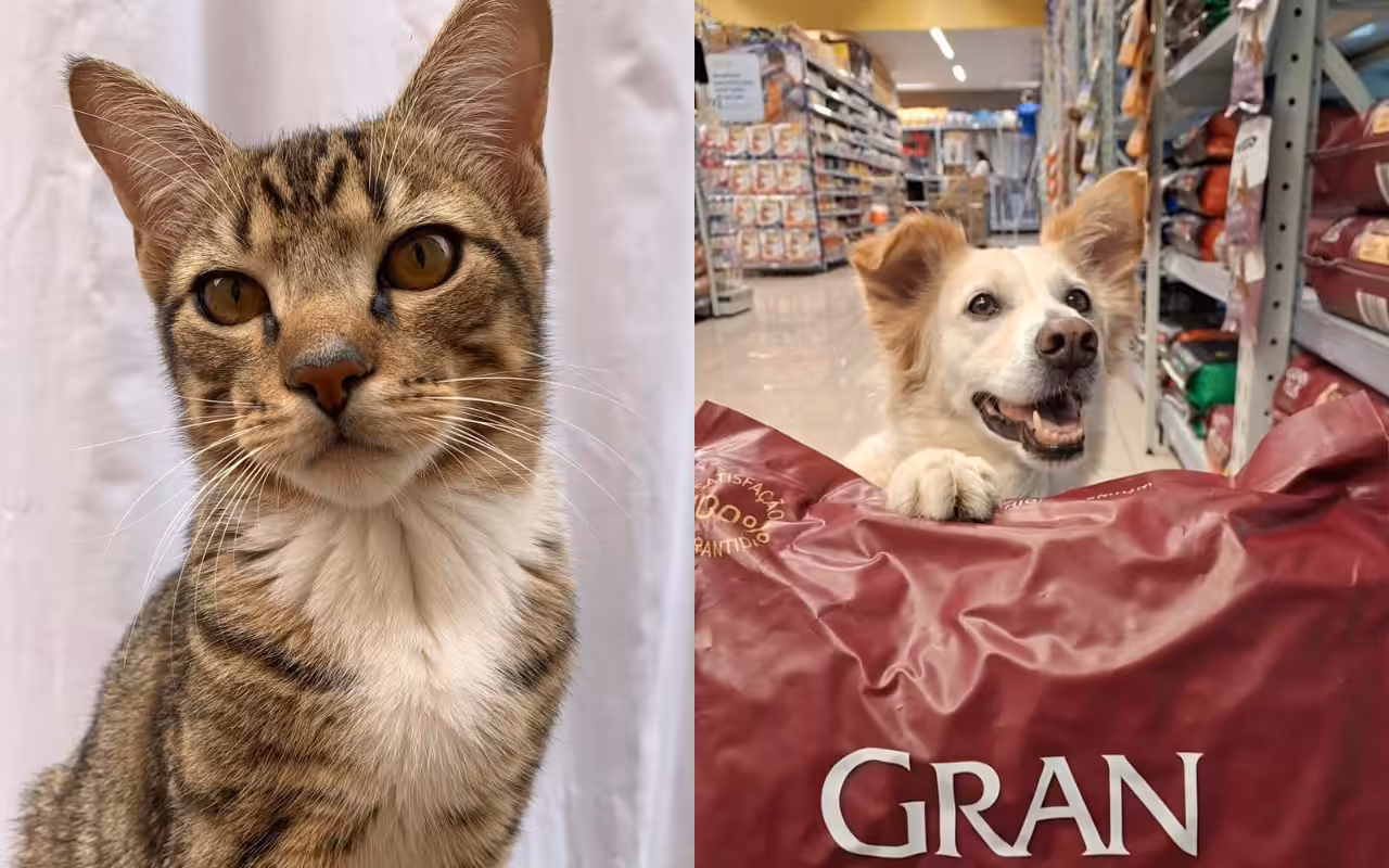 Pets assumem cargo de experts na GranPlus