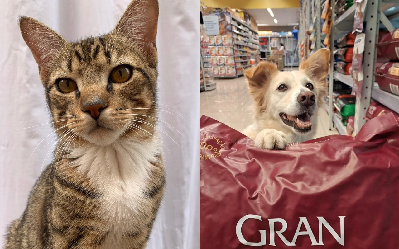 Pets assumem cargo de experts na GranPlus  