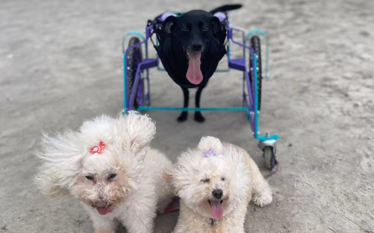 Pets com deficiência possuem uma vida de superação e cheia de possibilidades