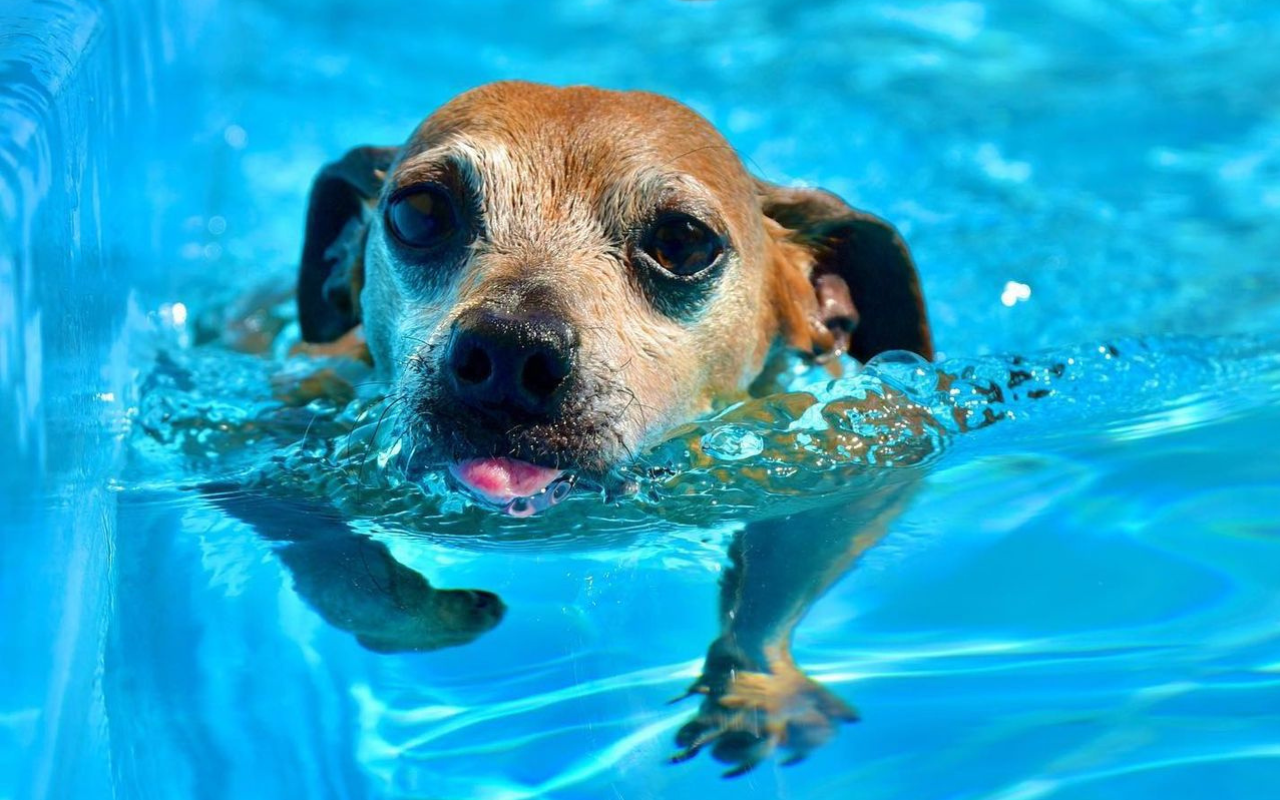 cão piscina