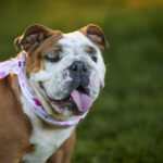 Perda de peso pode melhorar a respiração de cães braquicéfalos, aponta estudo