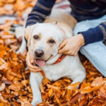 Outono e suas alergias: quais cuidados tomar com os animais durante a estação