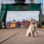 Faturamento do mercado pet chinês ultrapassa a marca de US$ 43 bilhões