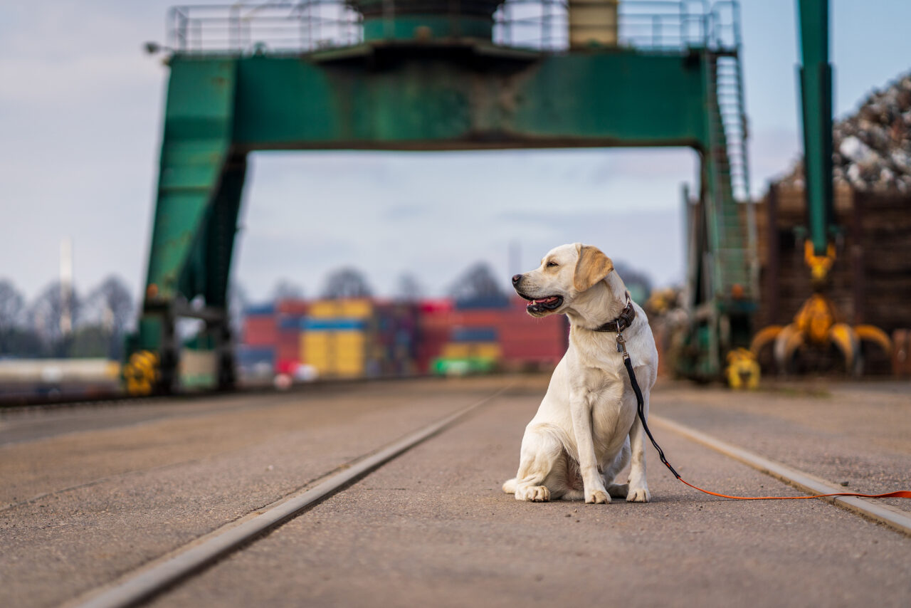 Faturamento do mercado pet chinês ultrapassa a marca de US$ 43 bilhões