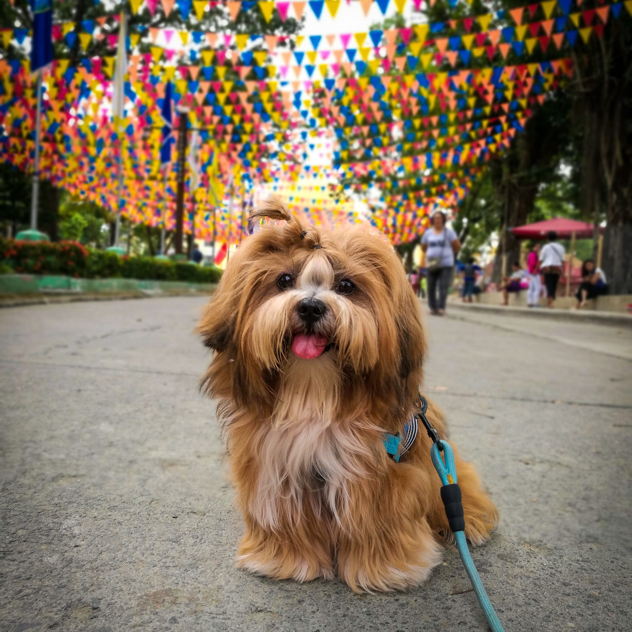 cachorro em festa junina