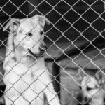 Lei Orelha avança com punições mais severas para maus-tratos contra animais