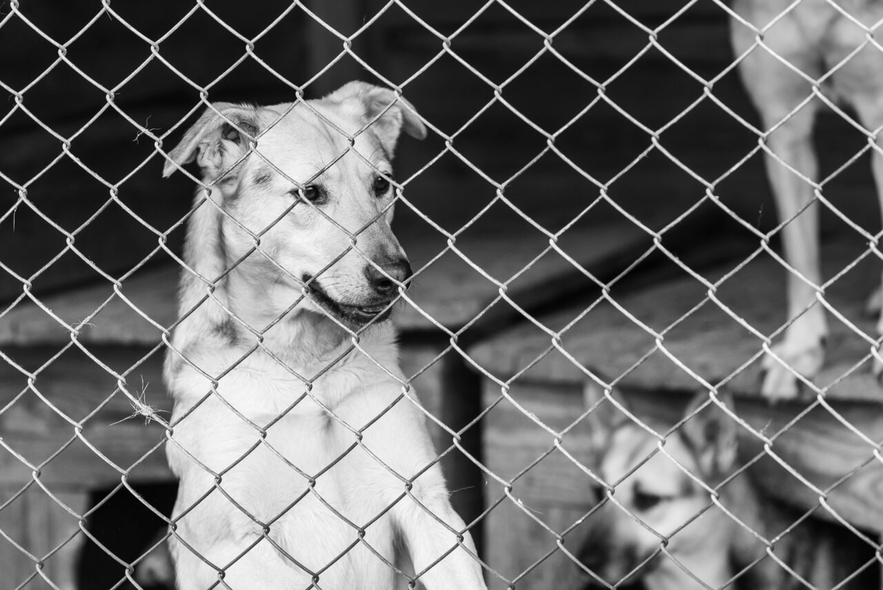 Lei Orelha avança com punições mais severas para maus-tratos contra animais