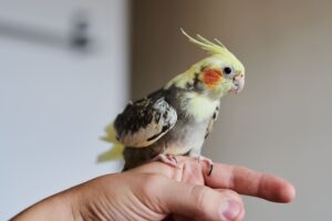 Calopsita em casa? Saiba os cuidados essenciais antes de ter uma!