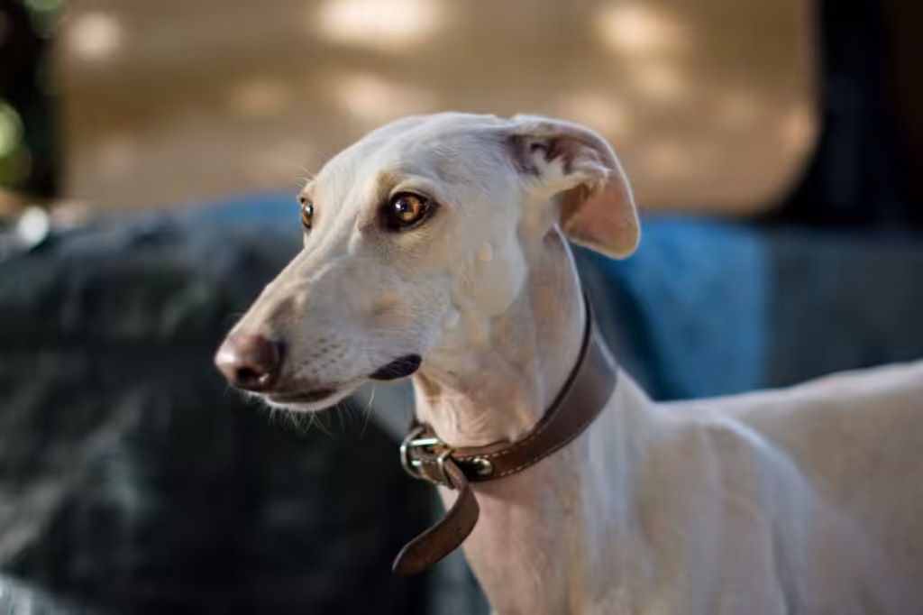 Portrait of a beautiful female greyhound