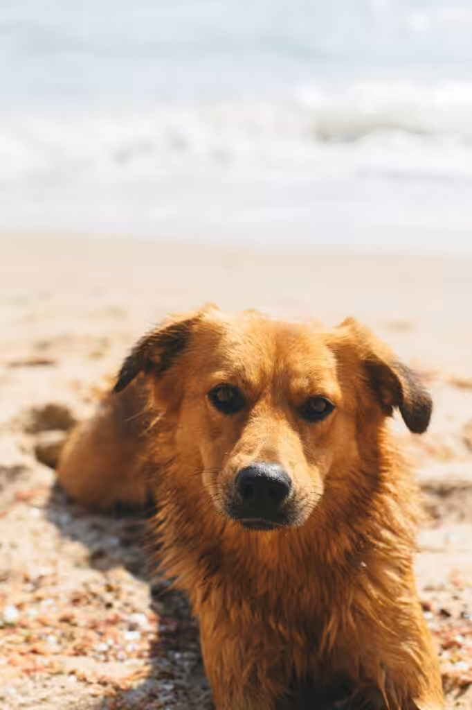 Portrait of cute dog relaxing on sandy beach. Summer vacation with pet. Adorable wet dog resting
