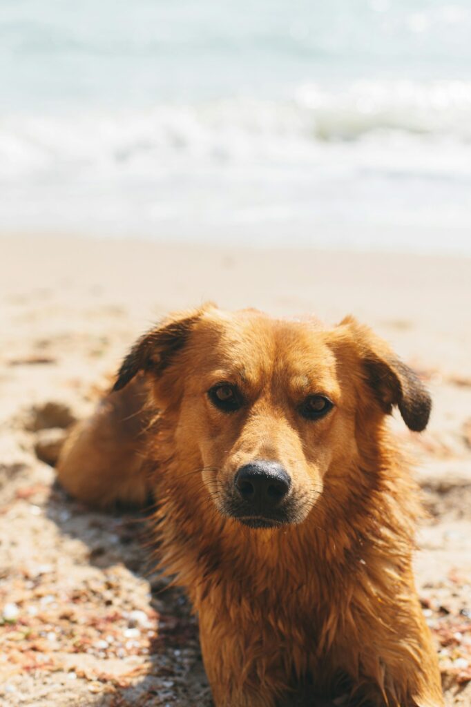Portrait of cute dog relaxing on sandy beach. Summer vacation with pet. Adorable wet dog resting