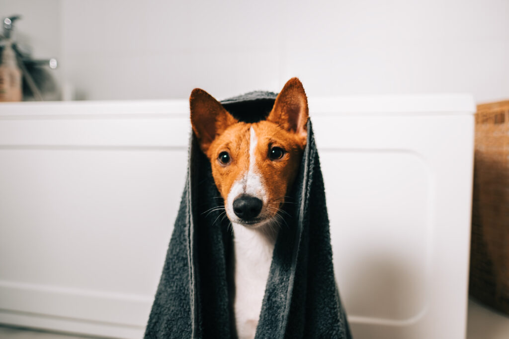 Portrait of funny basenji dog wrapped in a towel after washing in bathroom.