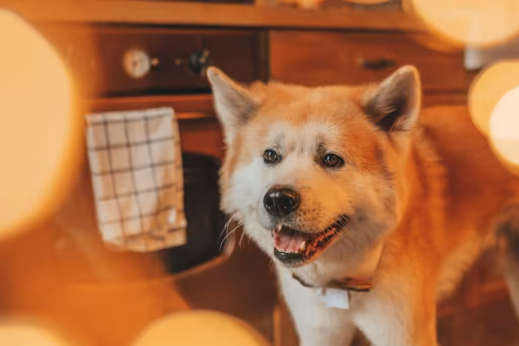 Portrait of japanese happy cheerful dog breed akita inu with bow tie at xmas decorated lodge