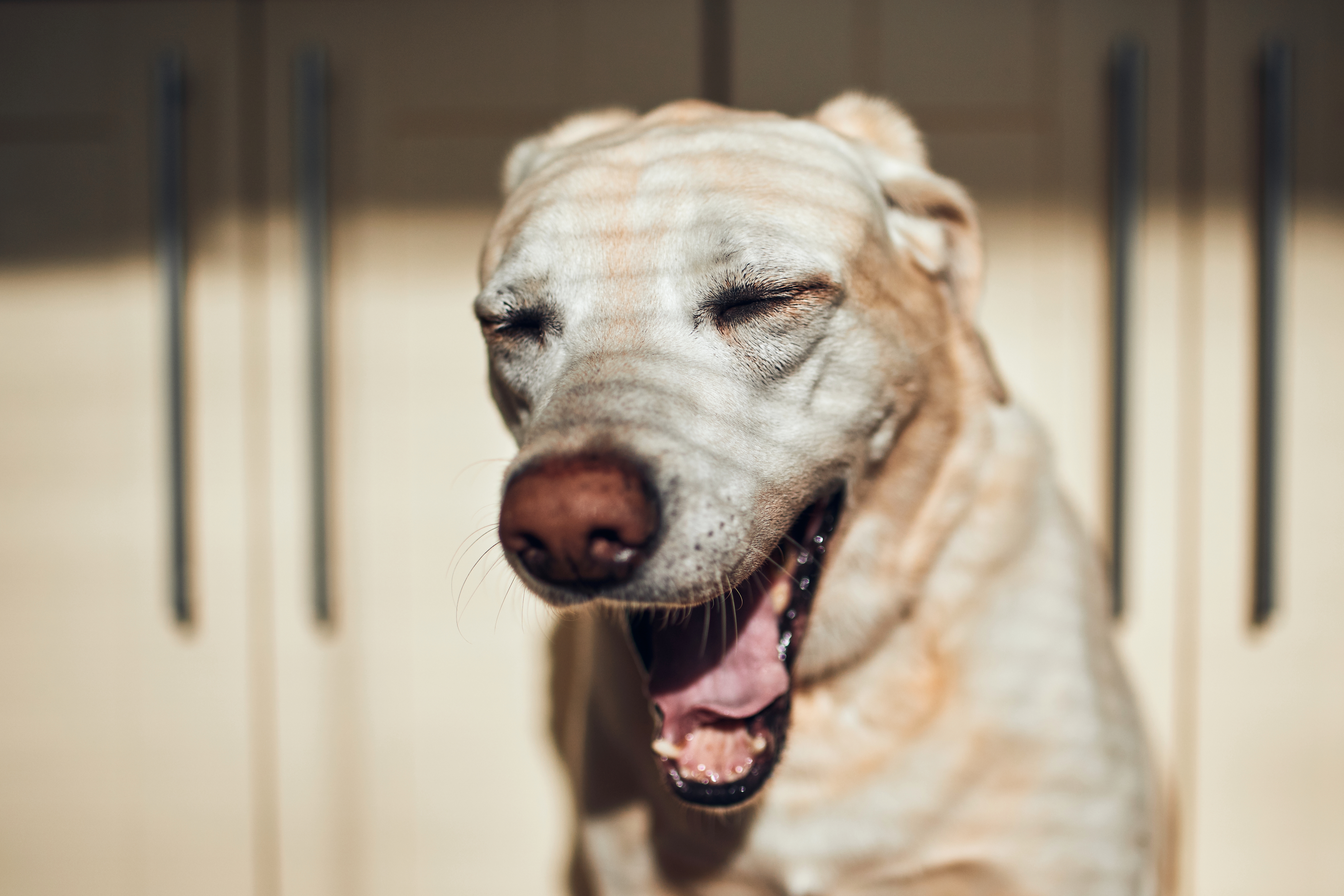 Portrait of tired dog. Labrador retriever yawning against home kitchen.