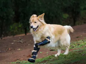 Projeto PetBionic aposta em próteses biônicas para transformar a vida de cães e gatos com lesões graves