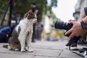 primeiro felino
