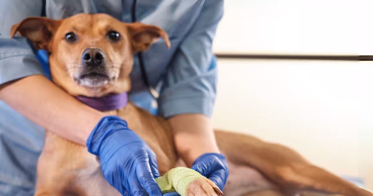 Como montar um kit de primeiros socorros para os pets?