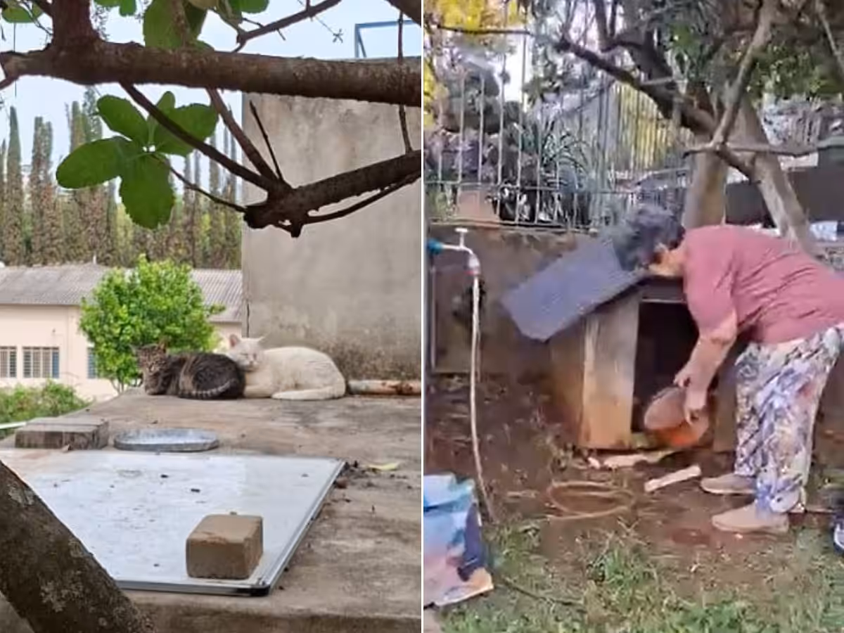 Centro espírita em Campinas é impedido pela Justiça de expulsar gatos comunitários