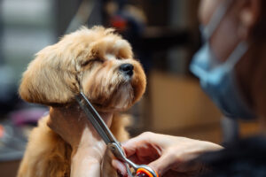 Profissionais de estética animal 