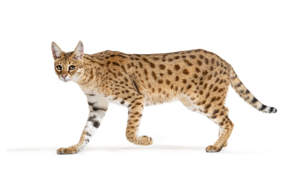 profile of a Savannah F1 cat walking, cross between a serval and a domestic cat, Isolated on white