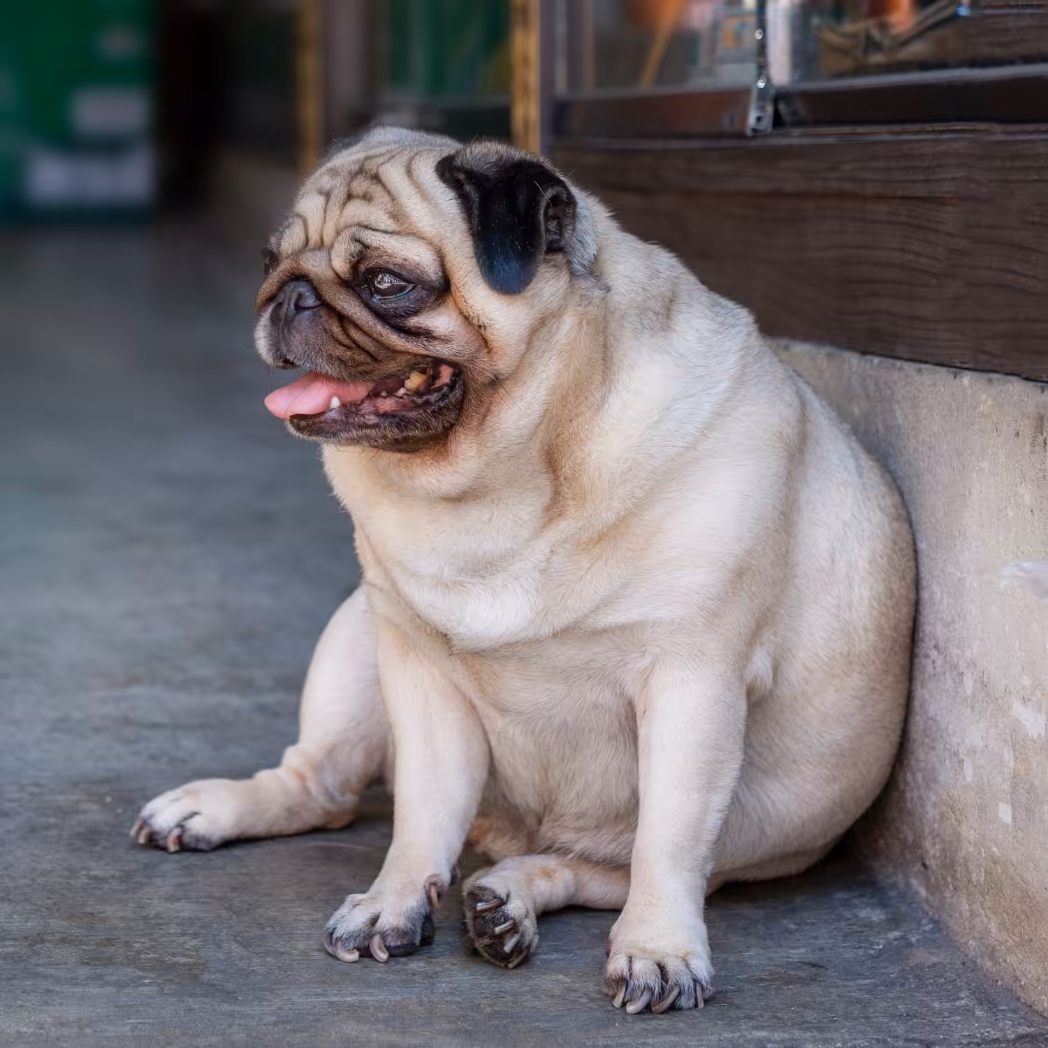 Quais os aspectos importantes para um emagrecimento saudável de cães?