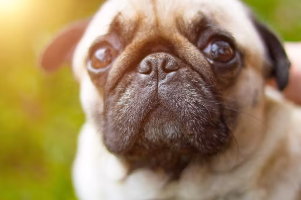 Pug, portrait. Pug dog playing outdoors. Portrait of beautiful male Pug puppy dog.