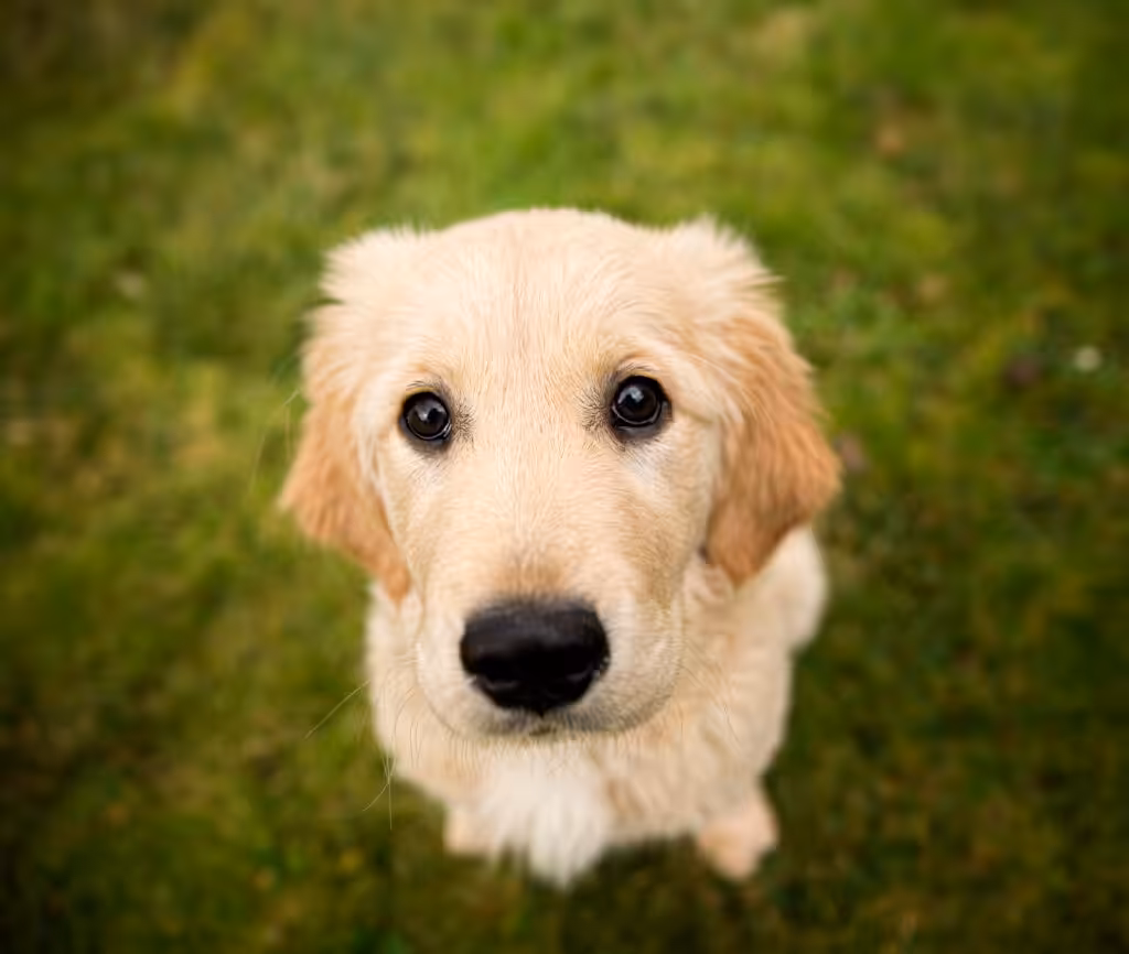 Puppy
