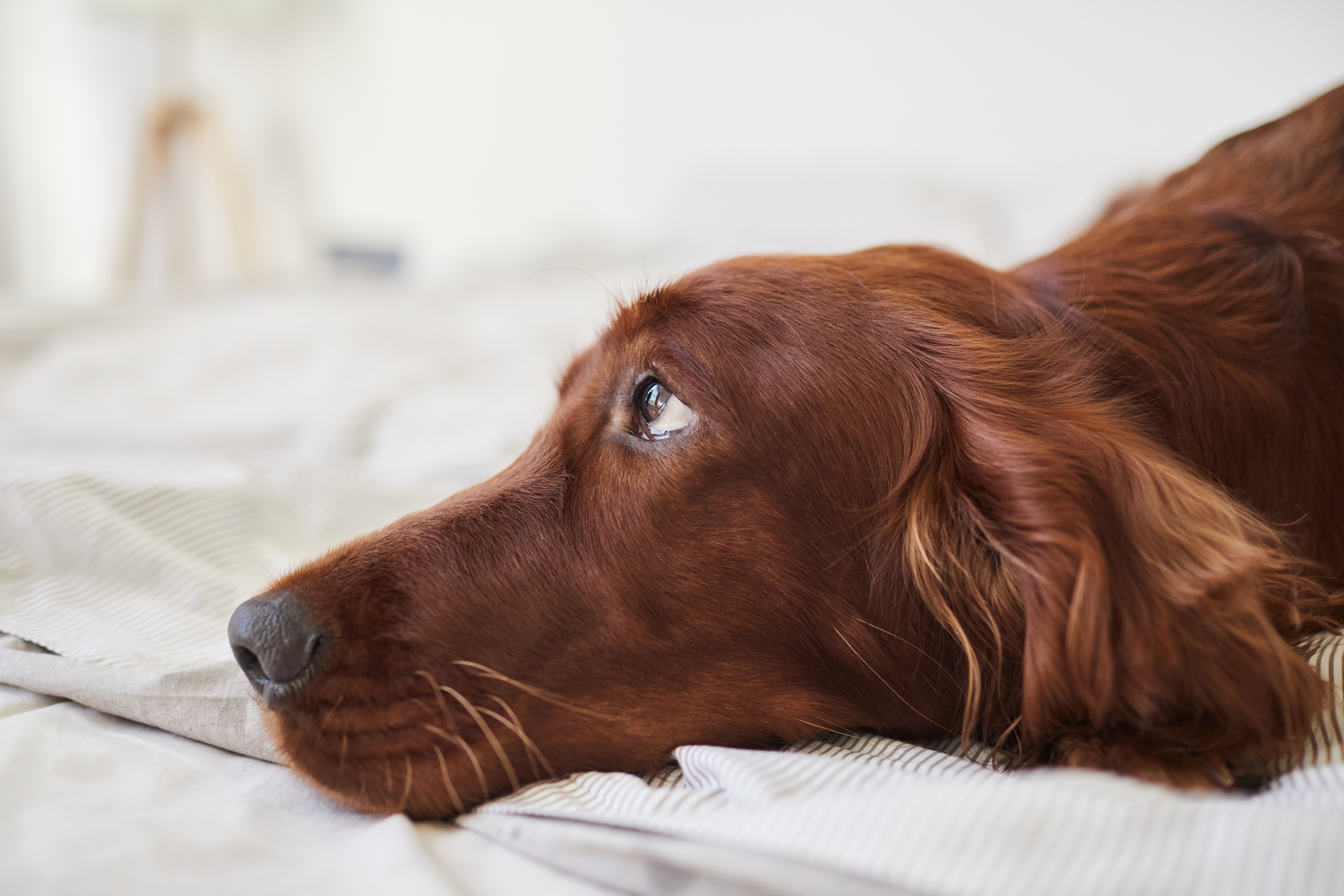 Puppy Eyes Close Up