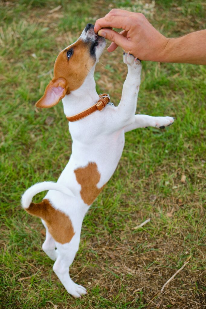 Puppy of jack russell dog with owner with food treat in hand