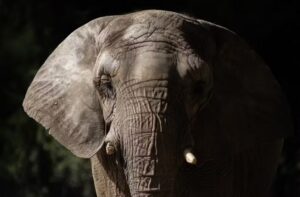 Secretaria de Meio Ambiente suspende entrada de novos elefantes em santuário de Mato Grosso