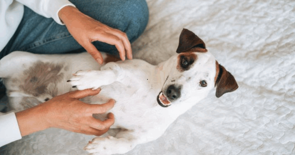 Como garantir uma vida mais saudável para cães e gatos no Dia Mundial da Saúde