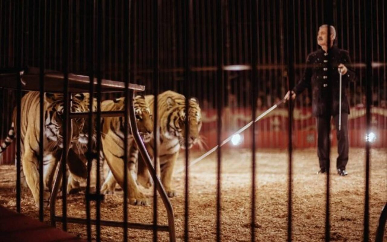 Mato Grosso pode voltar a permitir animais em circos e reacende debate sobre bem-estar animal