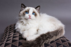 Guia de raças: Gato Ragdoll