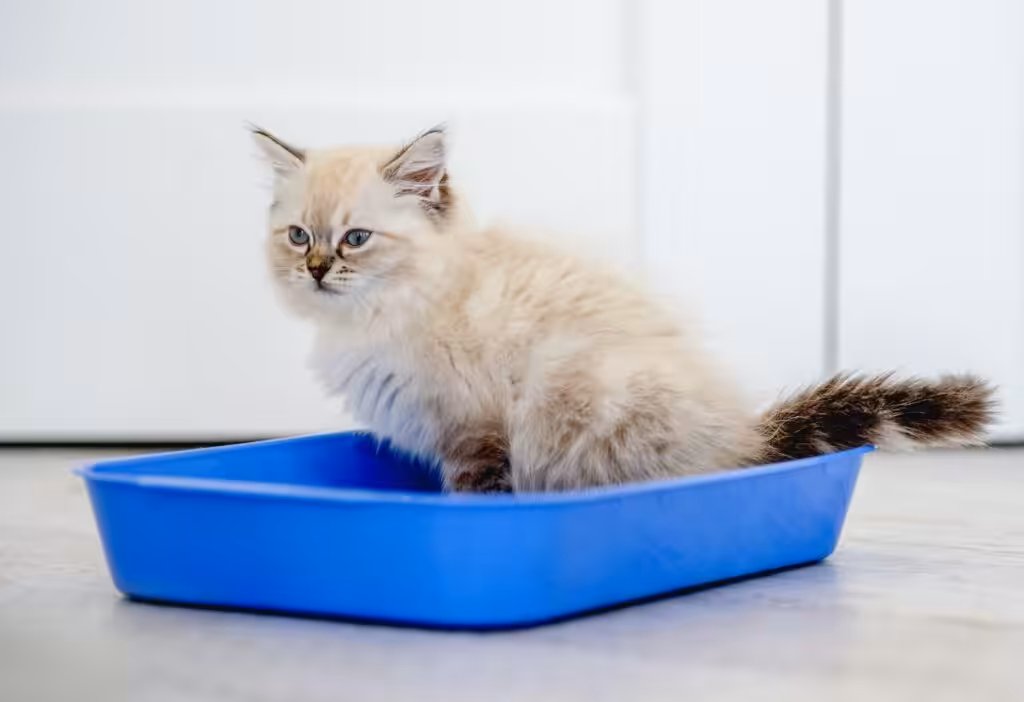 Ragdoll cat in light room