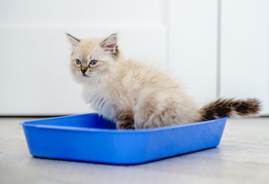 Ragdoll cat in light room