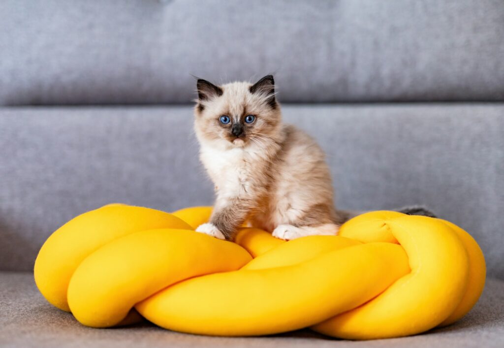 Ragdoll cat small kitten at home