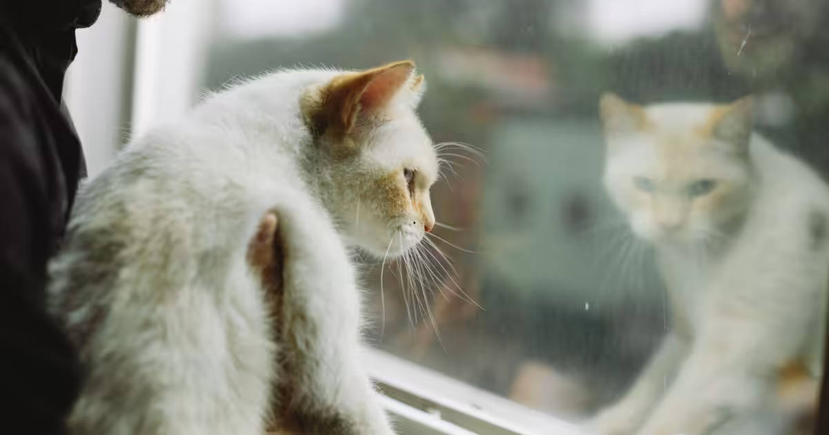 Desafios e soluções para o bem-estar de animais em apartamentos
