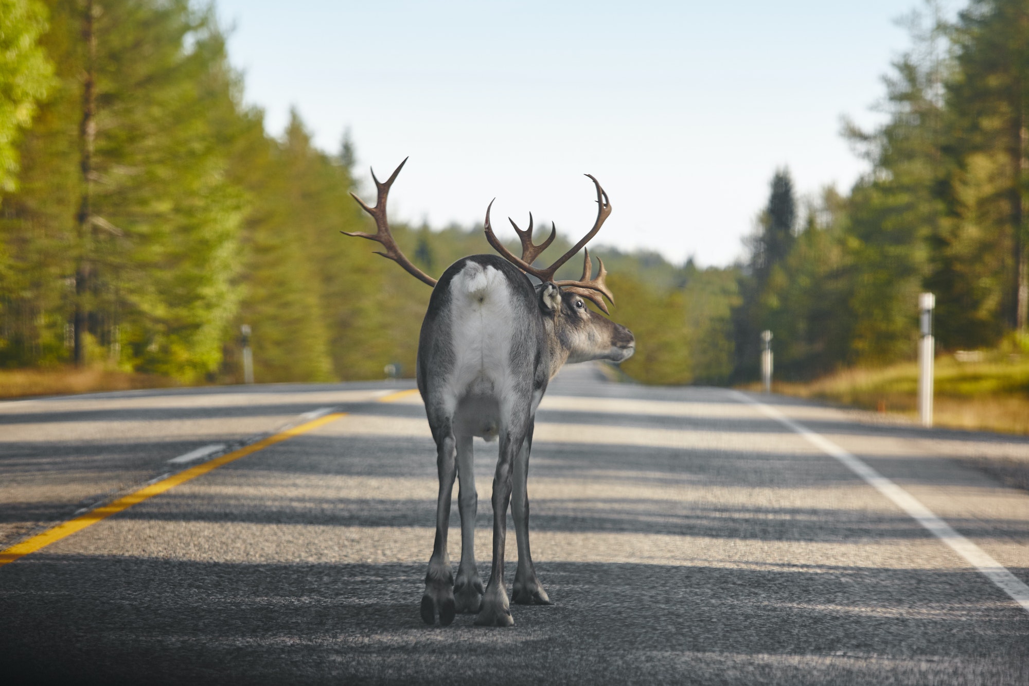 Reindeer crossing a road in Finland. Finnish landscape. Travel background