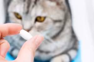 remédio para gato