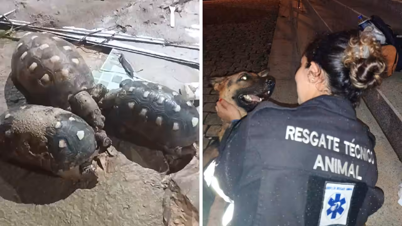 Operação de resgate no Rio Grande do Sul envia animais para adoção no Rio de Janeiro