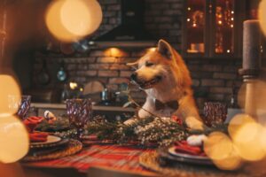 Ceia especial para pets: aprenda a montar um cardápio seguro e nutritivo