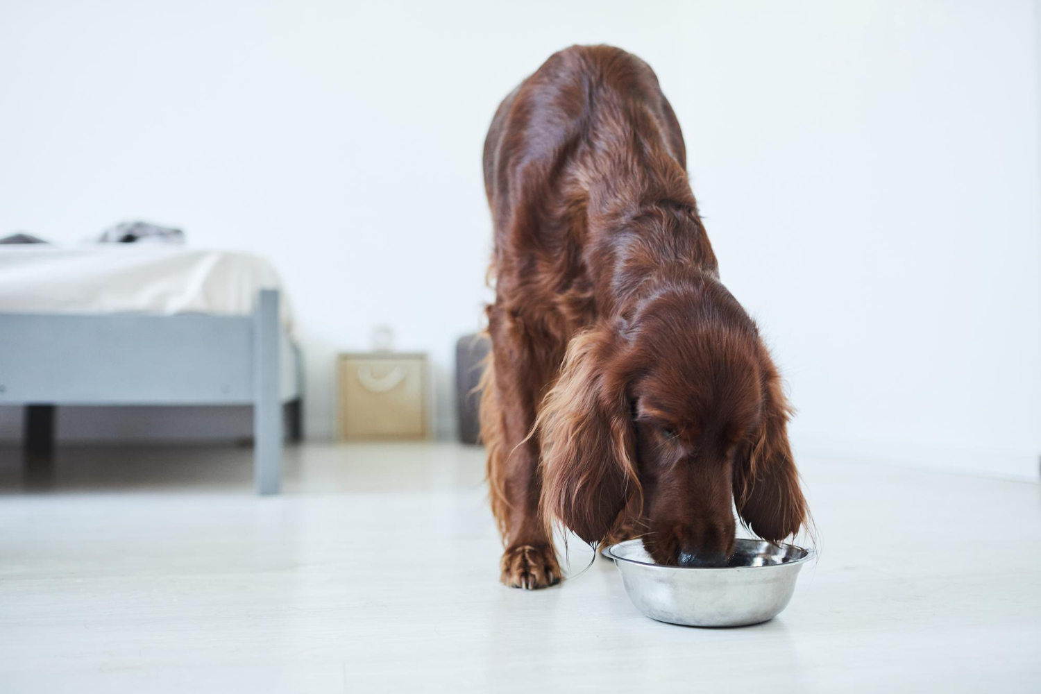 alimentação