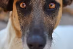 Olho Seco em Cães: quando alterações discretas podem esconder uma doença inflamatória importante 