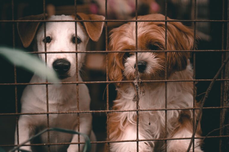 Para minimizar tráfico ilegal e maus-tratos, União Europeia tenta regulamentar o comércio de cães e gatos