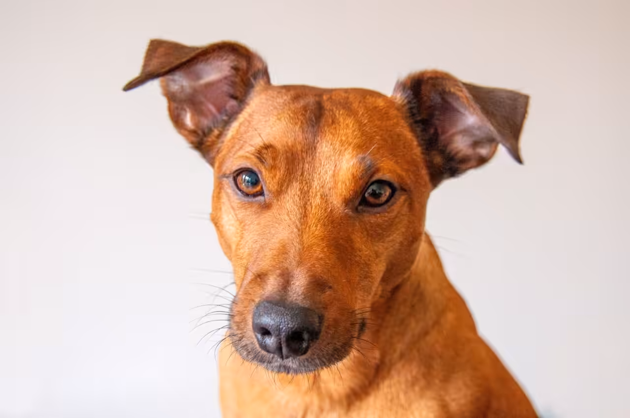 Vira-lata caramelo é reconhecido como patrimônio cultural de São Paulo