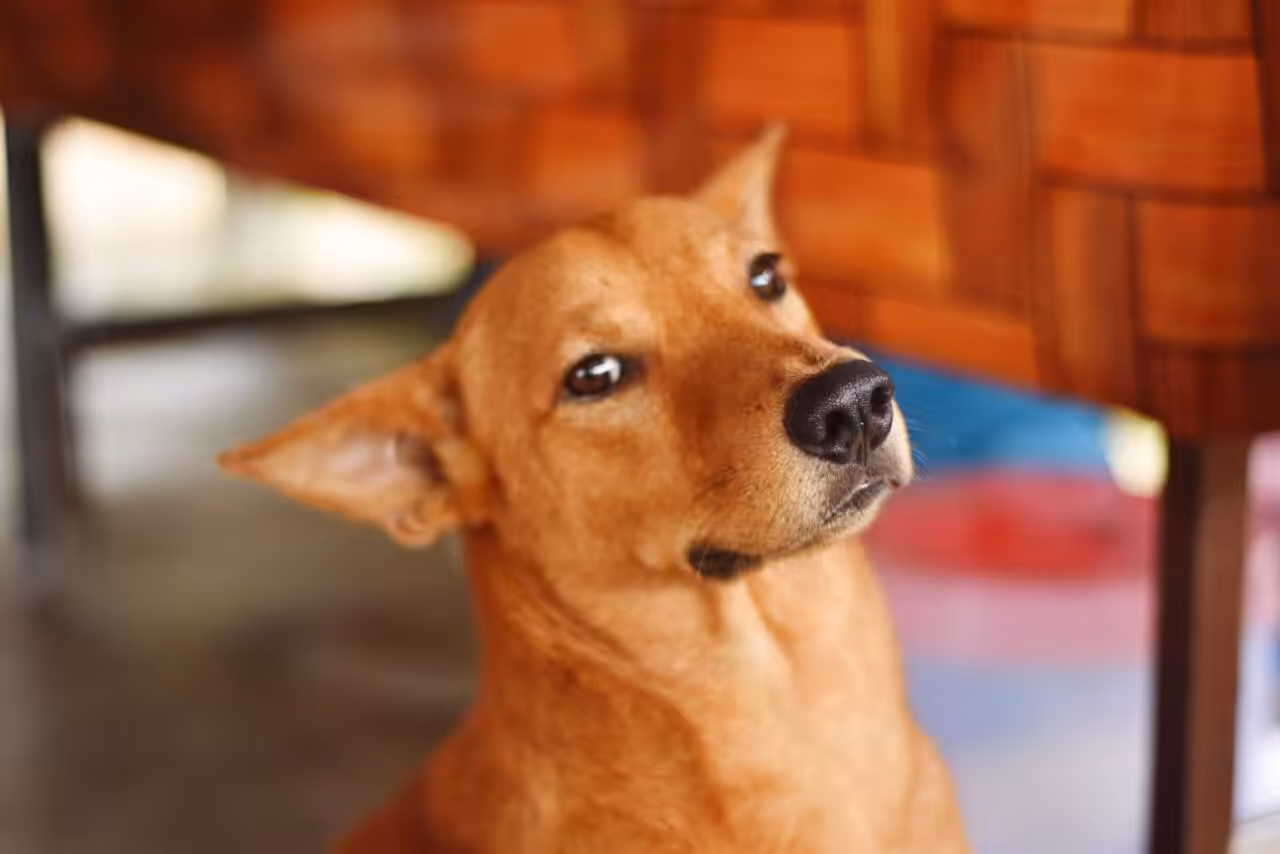 De onde vem o vira-lata caramelo? Estudo mapeia o DNA do cão símbolo do Brasil
