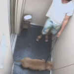 Polícia aponta que responsável matou cachorro afogado em Copacabana (RJ)