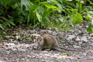 Rato no meio de uma selva