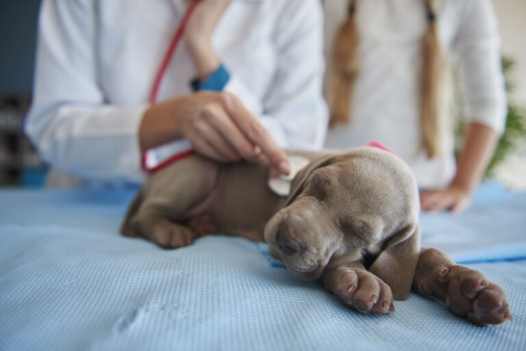 Março Azul Marinho: mobilização reforça vigilância sobre doenças gastrointestinais em cães e gatos