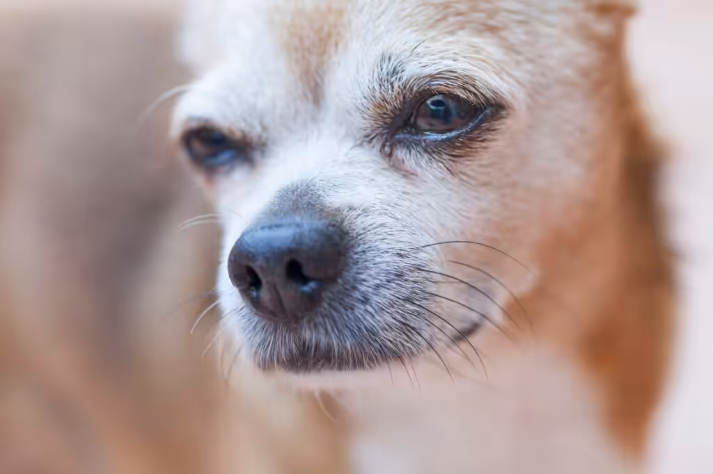 Sad chihuahua dog, closeup portrait
